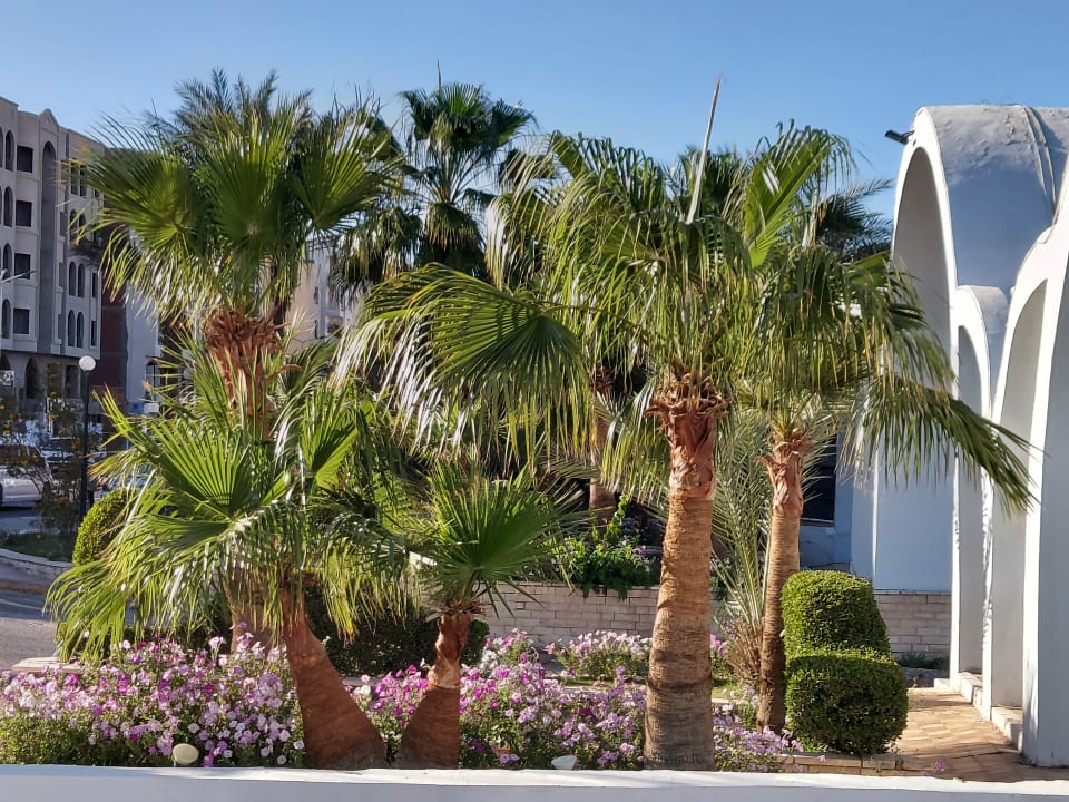 Gartenanlage Arabia Azur Resort