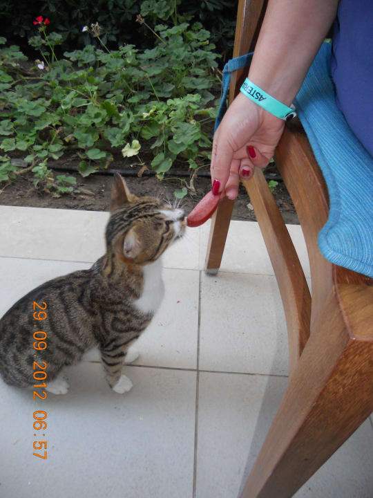 Unser neuer Tischnachbar  Sunis Elita Beach Resort & Spa