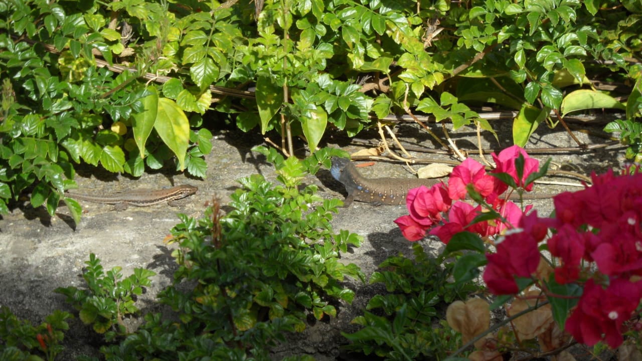 Eidechsen im Garten La Palma Jardin
