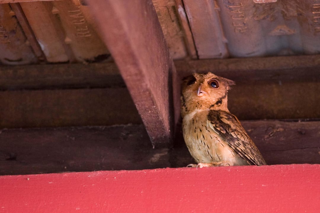 Ein weiterer Bewohner der sich hier wohlfühlt ELDC Dreamcatcher House
