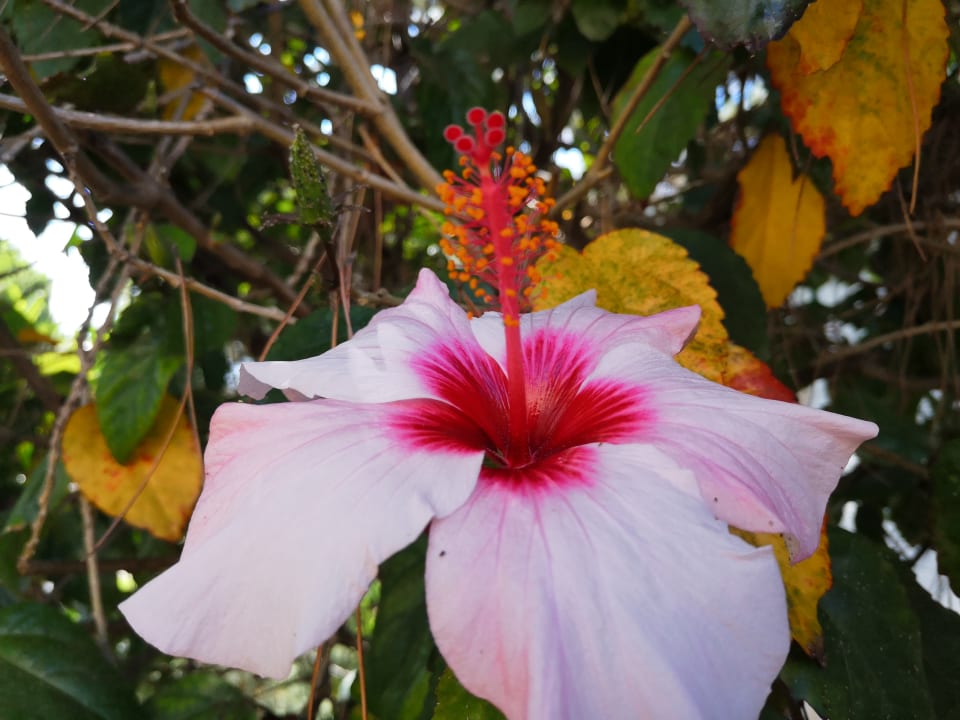 Gartenanlage PortoBay Falésia