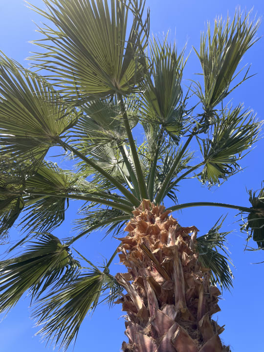 Gartenanlage Steigenberger ALDAU Beach Hotel