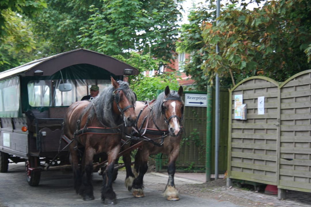 Kutschfahrt Ferienhof Frieslandstern