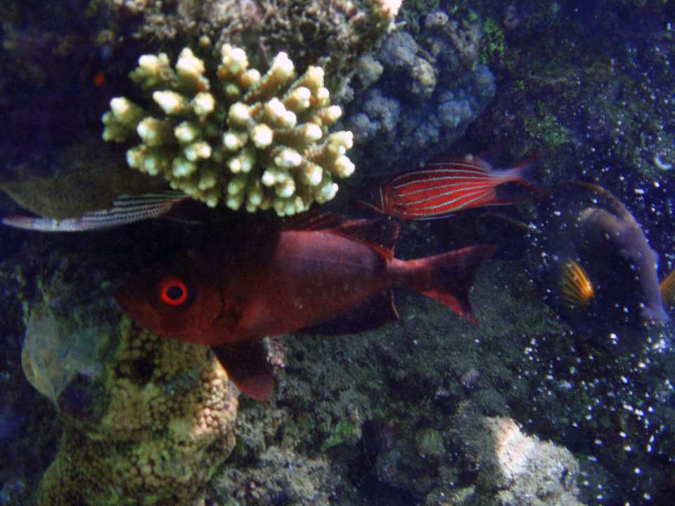 Fische am Hotel-Strand des Ghazala Gardens Ghazala Gardens