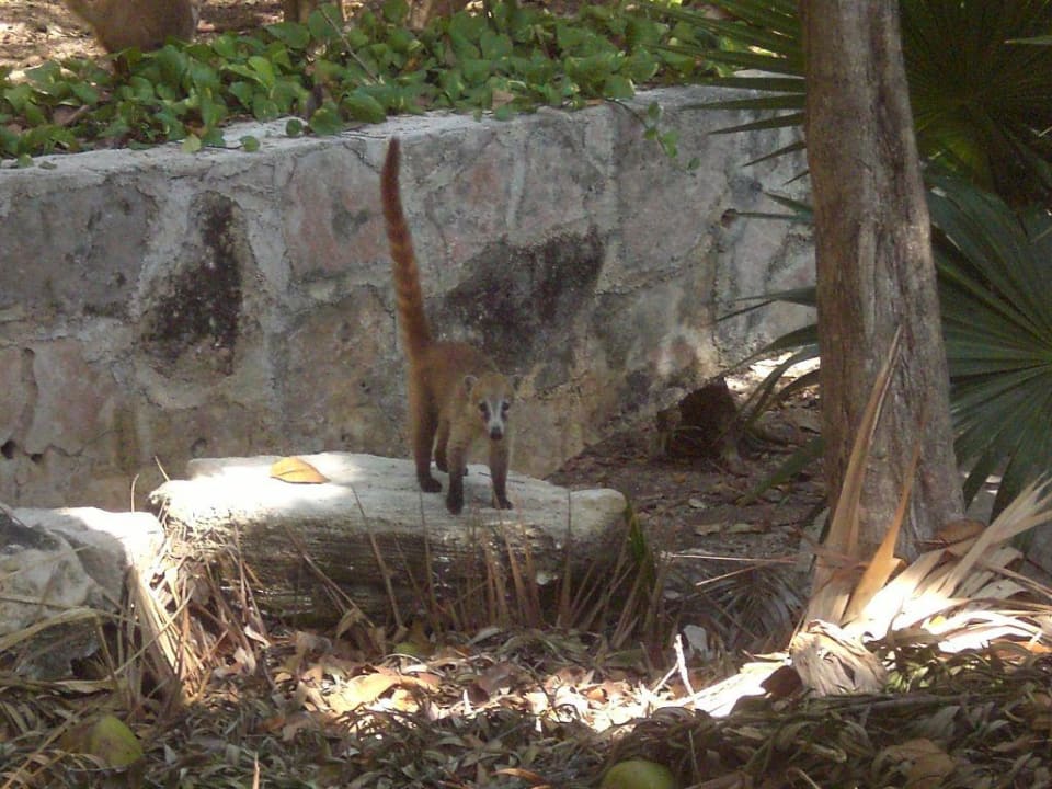 Nasenbär in der Gartenanlage Hotel Riu Tequila