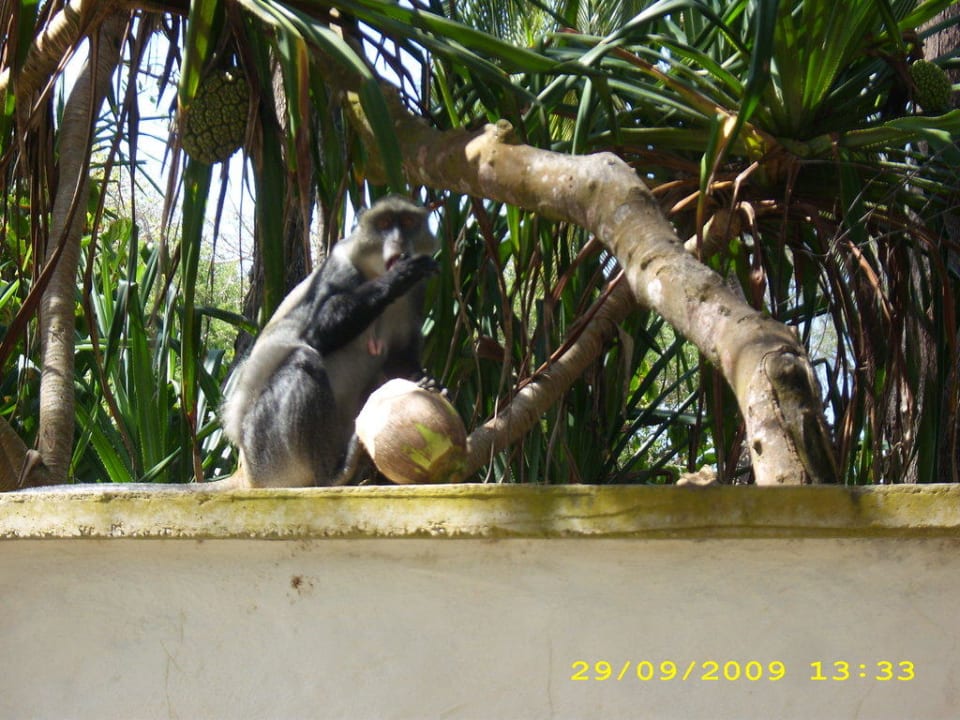 Unsere täglichen Besucher Hotel Diani Sea Lodge