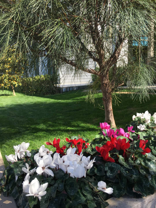 Gartenanlage Acanthus Cennet Barut Collection
