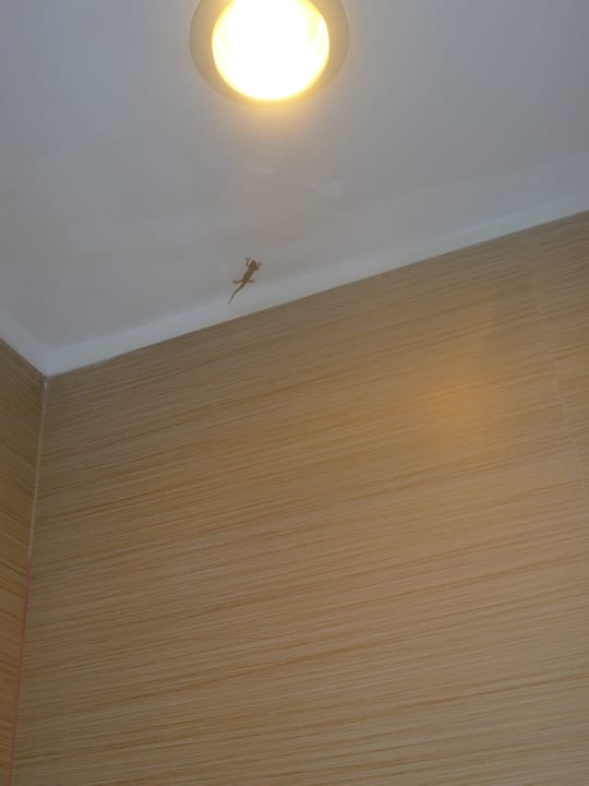 Gecko  Kuramathi Maldives