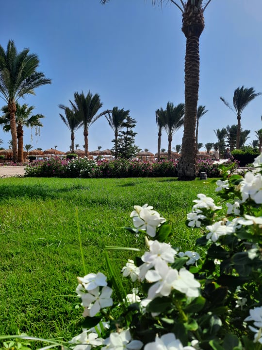 Gartenanlage Three Corners Sea Beach Resort