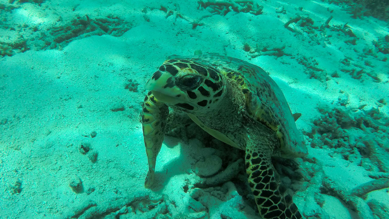 Sonstiges Filitheyo Island Resort