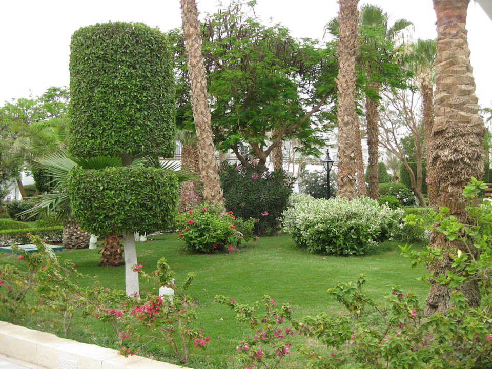 Baum The Grand Hotel Hurghada