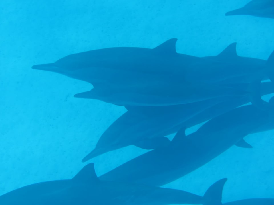 Ausblick Malikia Resort Abu Dabbab