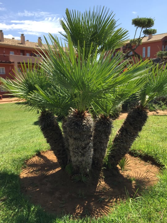 Gartenanlage Ilunion Sancti Petri