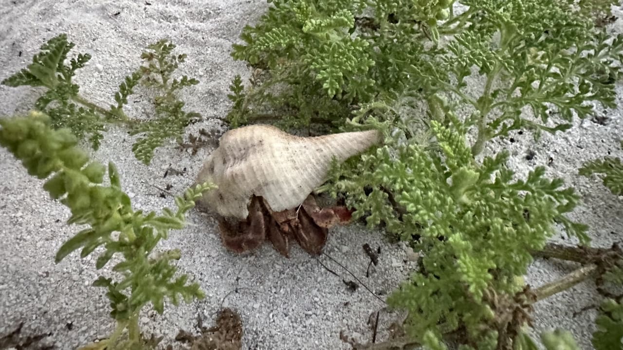 Gartenanlage Bahia Principe Grand Tulum