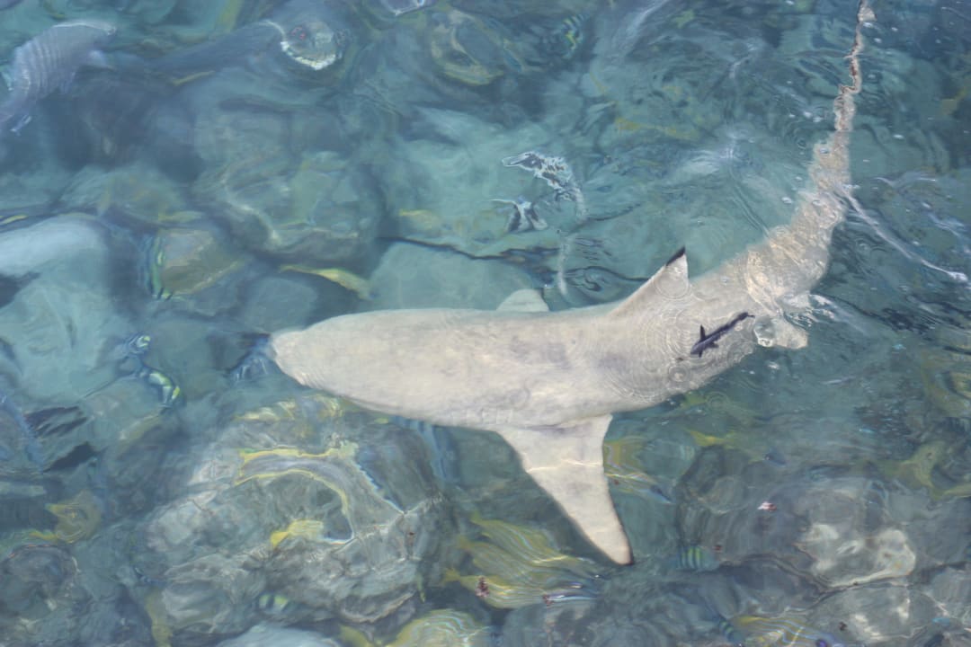 Keine Angst, es ist nicht der weisse Hai Summer Island Maldives