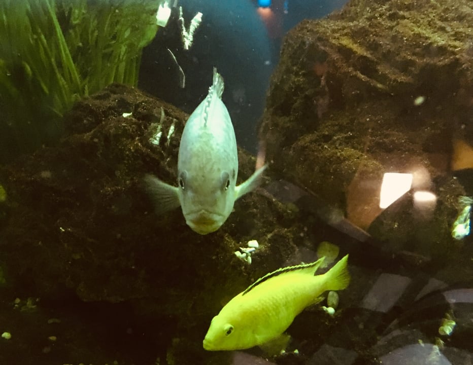 Lobby Limak Limra Hotel & Resort