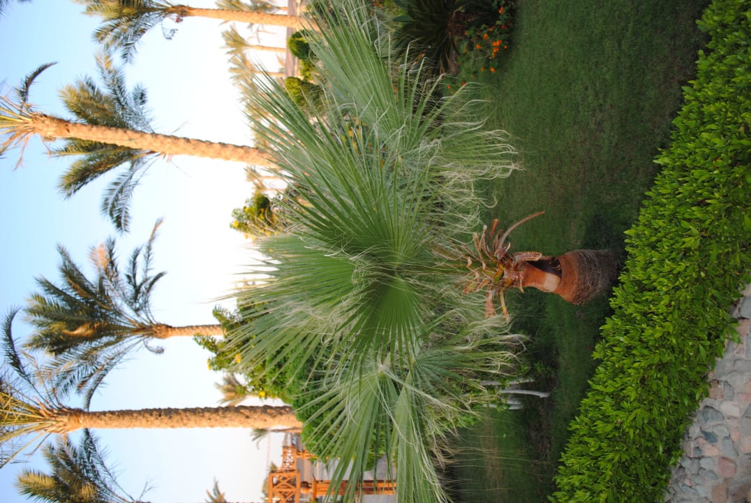 Мелкая пальма Riviera Aqua Park Resort