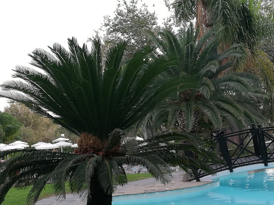 Gartenanlage Hotel Calypso Beach