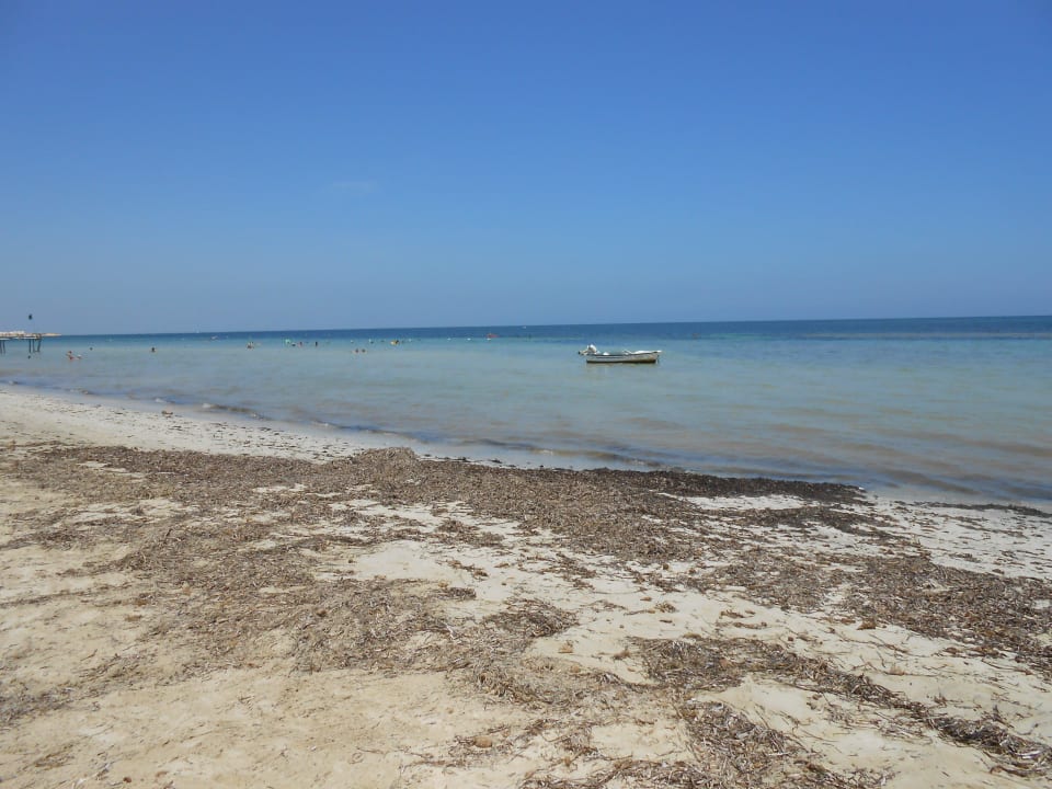 Seegras am Strand Hotel Sangho Club Zarzis