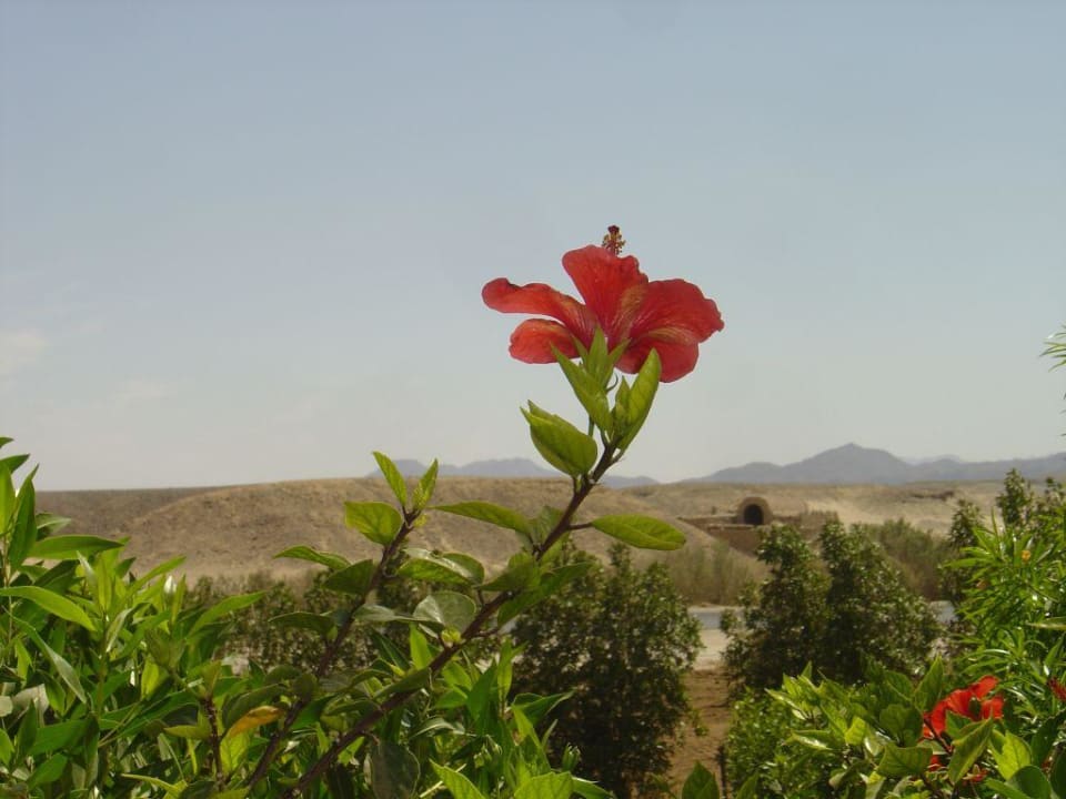 Blick in die Wueste Brayka Bay Resort