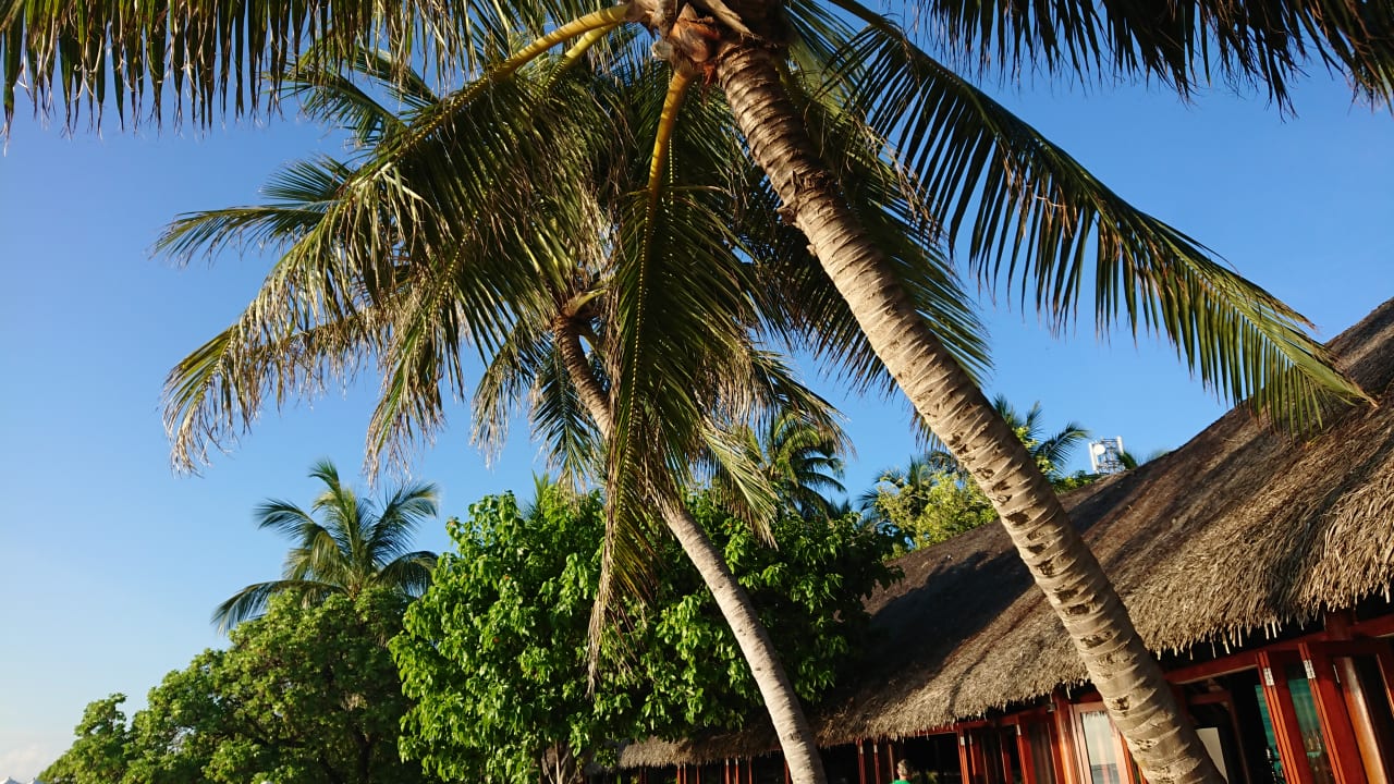 An der Strandbar Summer Island Maldives