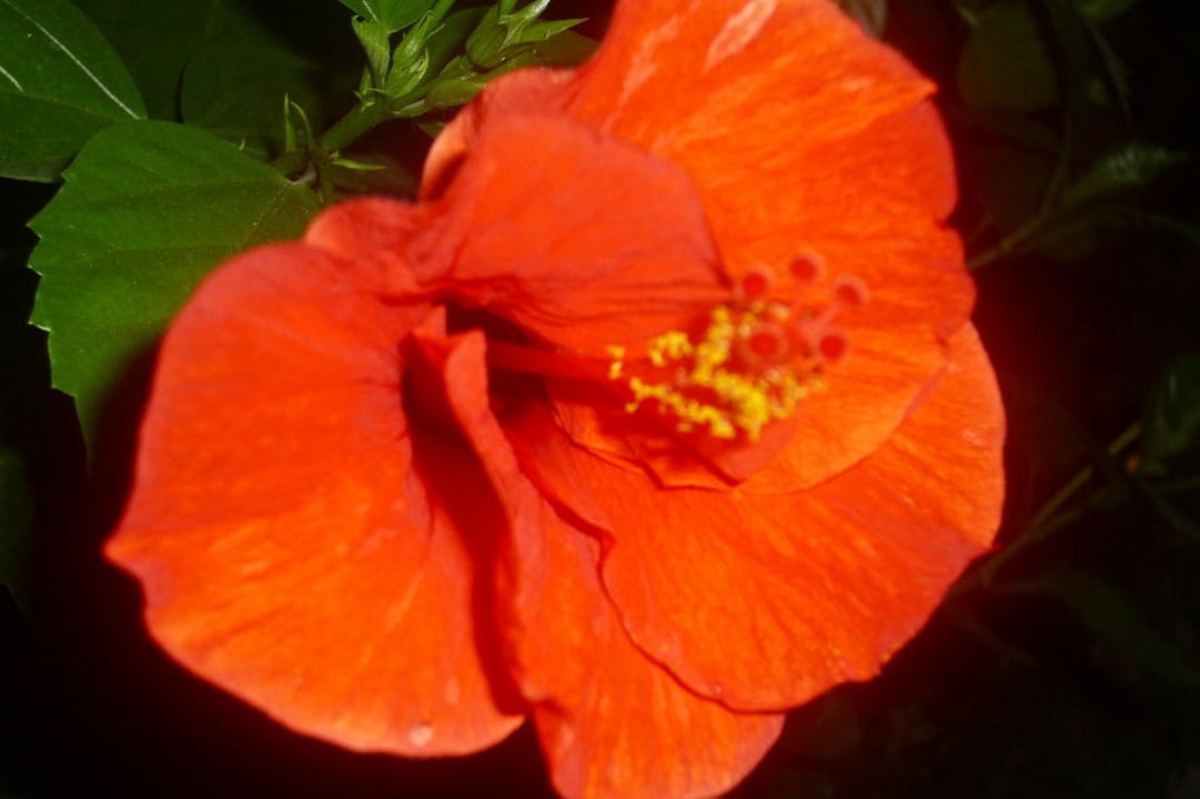 Blumen Mira Meridia Beach Hotel