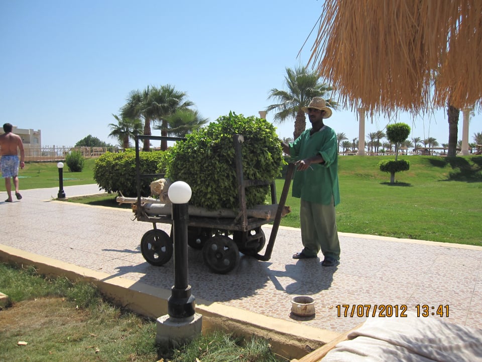 Вырубили Pickalbatros Royal Moderna Resort-Sharm El Sheikh
