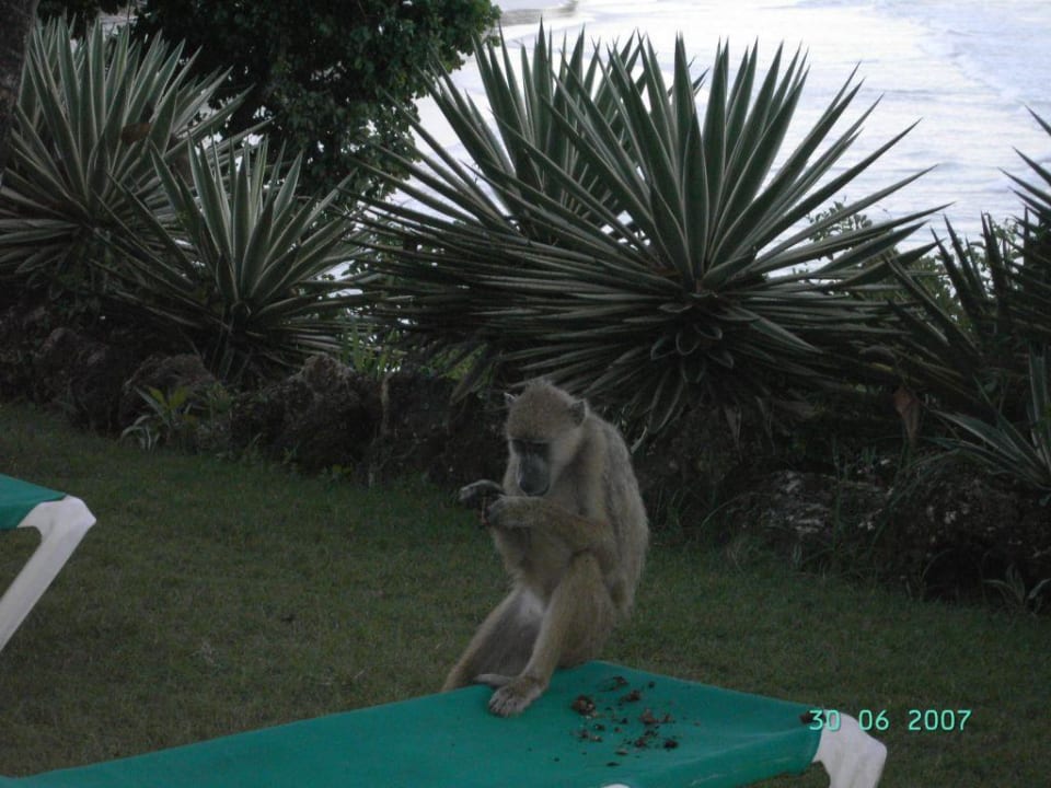 Babuin 02 Baobab Beach Resort & Spa