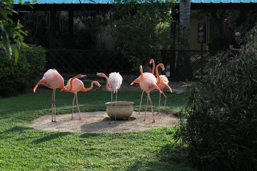 Lebende Flamingos Dreams La Romana Resort & Spa