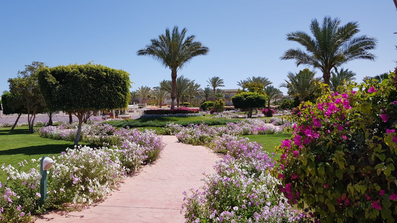 Gartenanlage Desert Rose