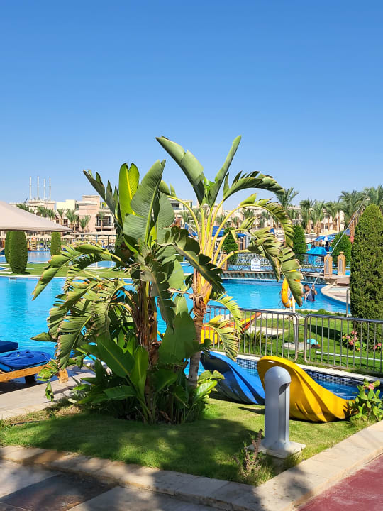 Pool Pickalbatros Palace Resort