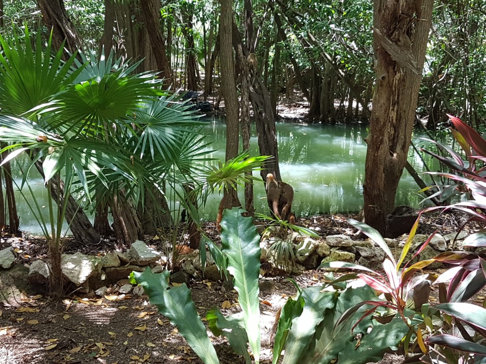 Gartenanlage Sandos Caracol Eco Resort