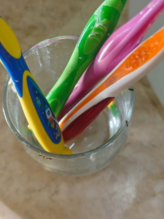 Zimmer Marvida Family Eco