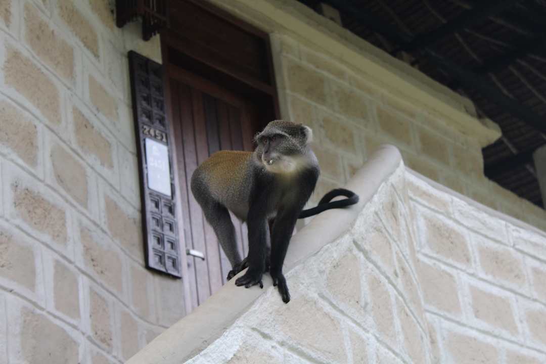 Zimmer Baobab Beach Resort & Spa