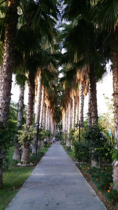 Palmenweg zum Strand Hotel Gardenia Beach