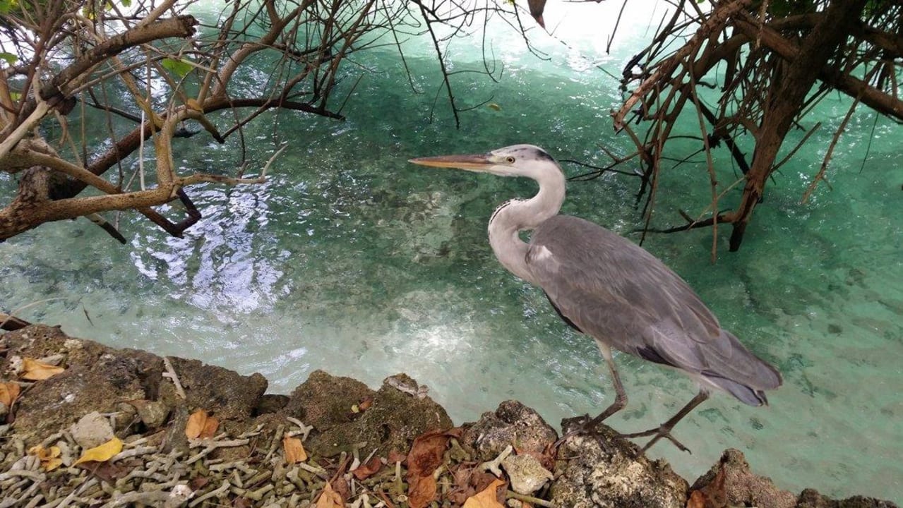 Цапля у воды Vilamendhoo Island Resort & Spa