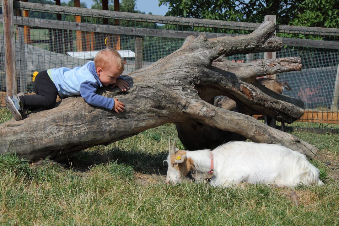 Im Ziegengehege Bauernhof Forellenhof