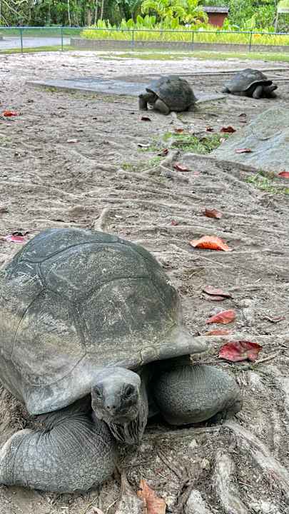 Ausblick Constance Ephelia