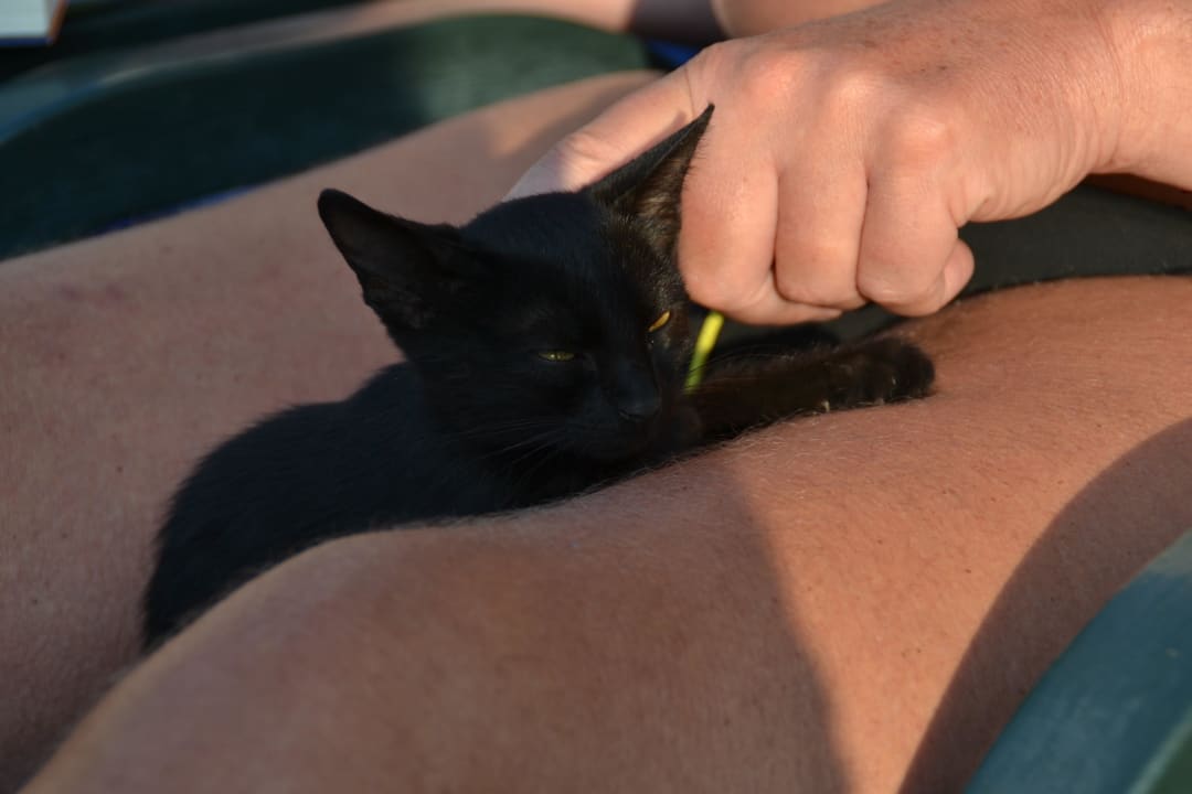 Kleiner "Gast" am Morgen auf der Sonnenliege Hane Family Resort