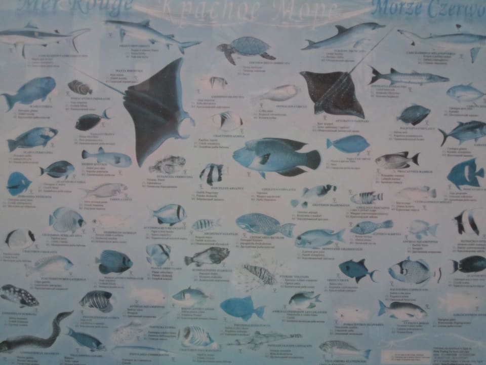 All die Fische kann man dort am Riff sehen TUI BLUE Samaya