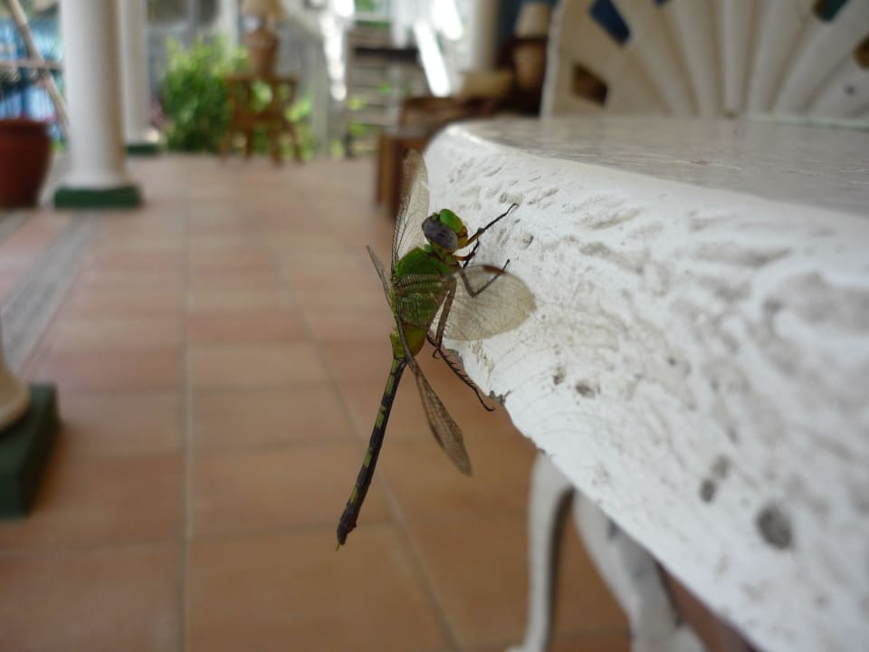 Libelle ganz zutraulich  Hotel Beachcomber