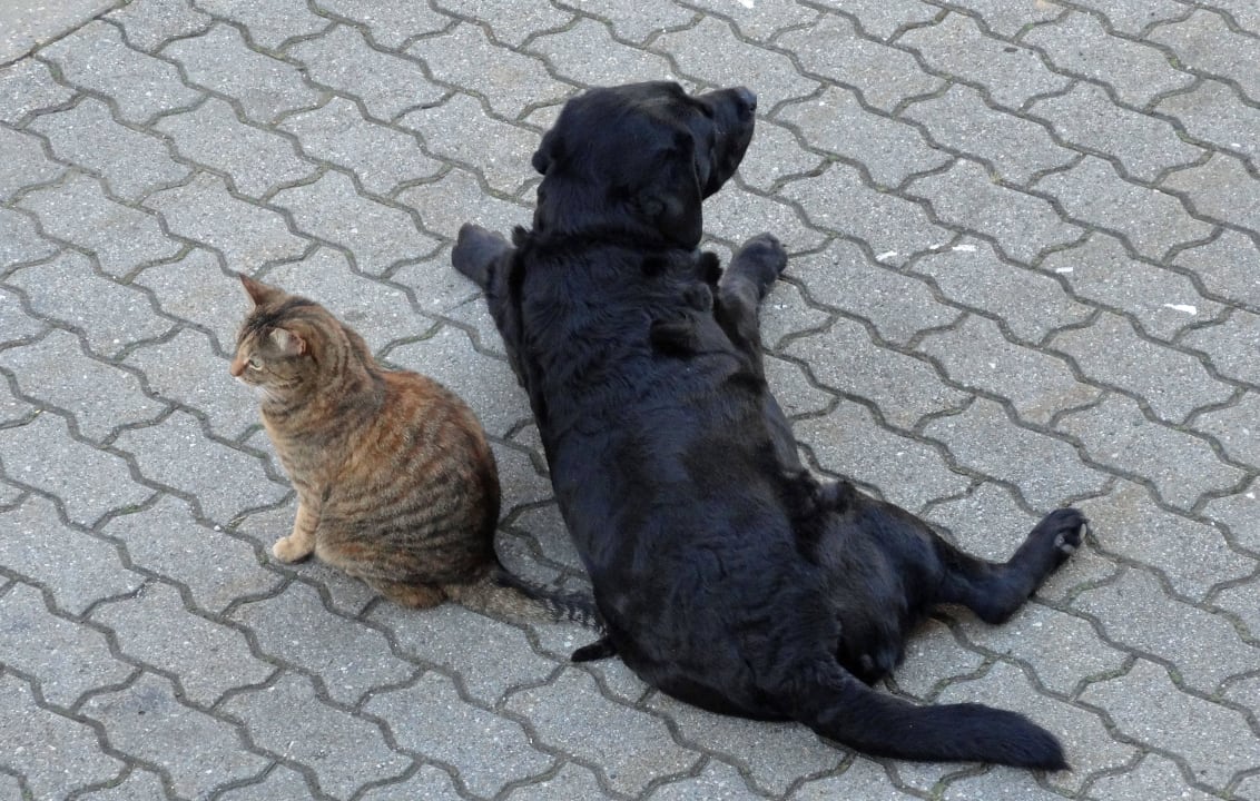Hofhund Bella mit Katze Lilly Ferienhof Buchberger