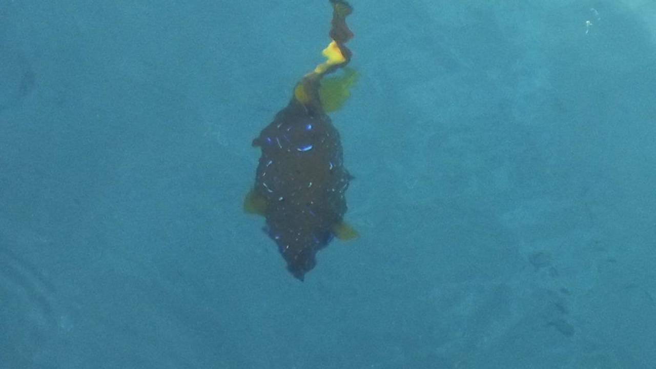 Meer Pickalbatros Palace Resort