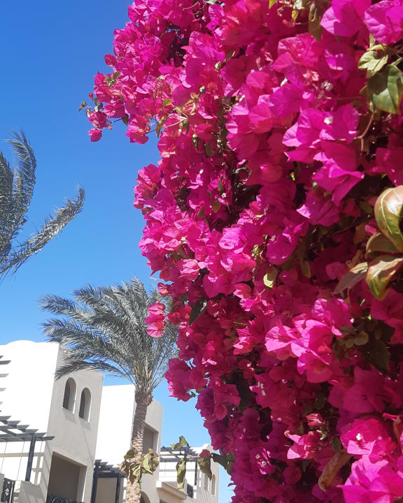 Gartenanlage Stella Garden Resort & Spa, Makadi Bay