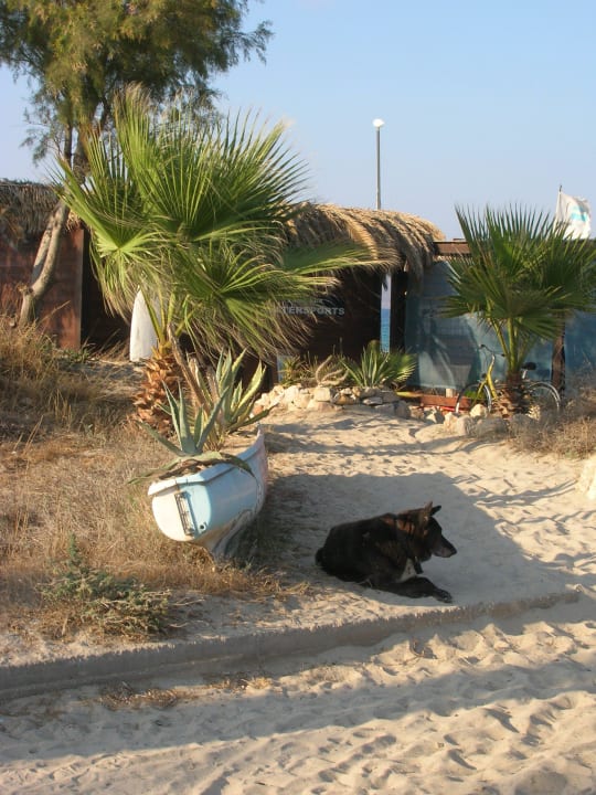 Dojścia do Centrum Sportów Wodnych bronią psy. Grecotel Casa Paradiso