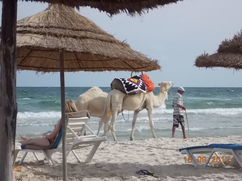 Blick auf das Meer und das schöne Kamel. Calimera One Resort Jockey