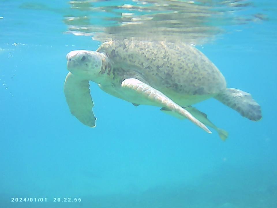 Strand Eagles Paradise Abu Soma
