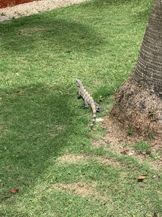 Sonstiges Iberostar Waves Tucan