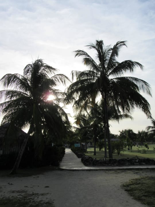 Palmen am Morgen Hotel Playa Pesquero
