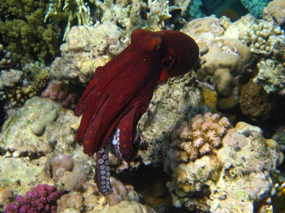 Schnorcheln im Grand Makadi Grand Makadi